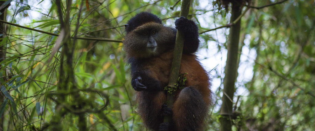 Primates in Uganda