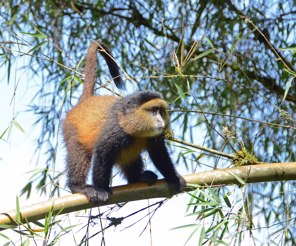 golden monkey