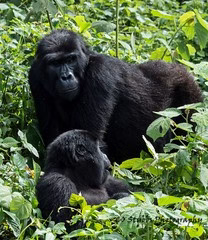 Age Limit for Gorilla Trekking.