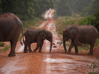 Elephants