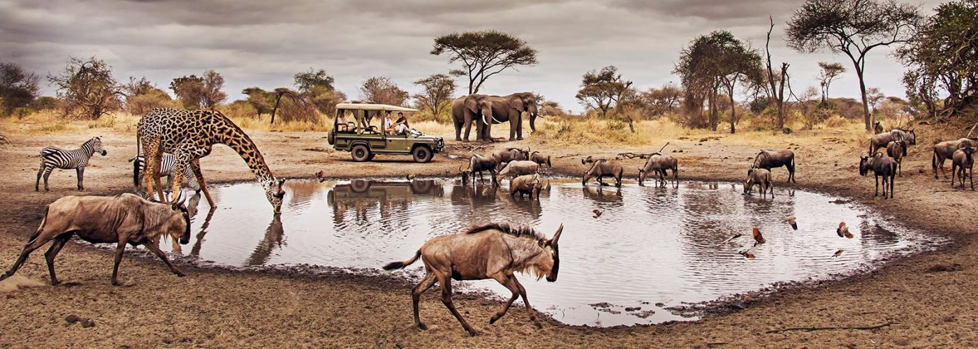 When Is the Best Time to Go on Safari in Africa?