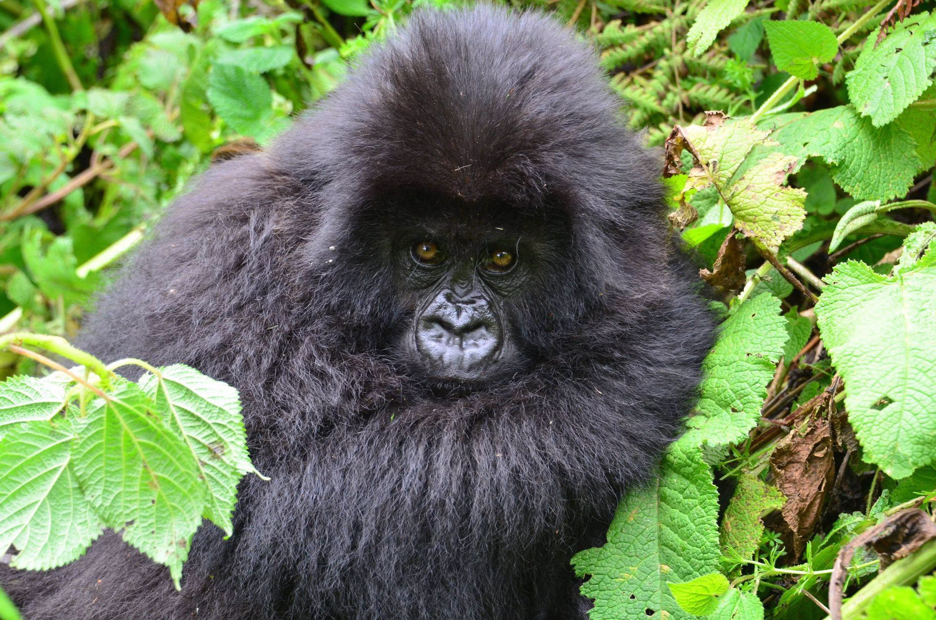 Differences Between Bwindi and Mgahinga National Park