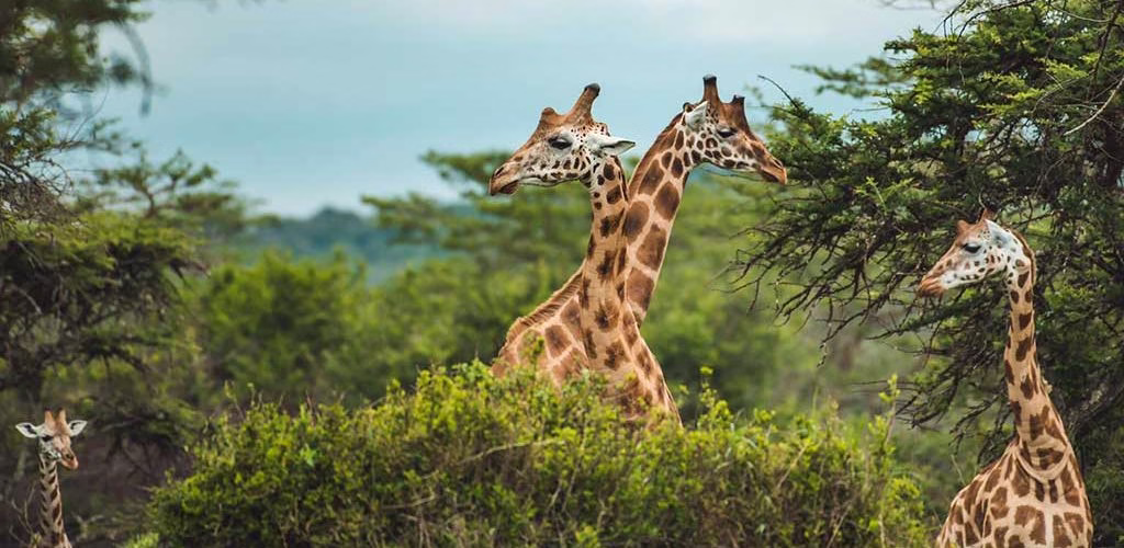 Pian Upe Wildlife Reserve