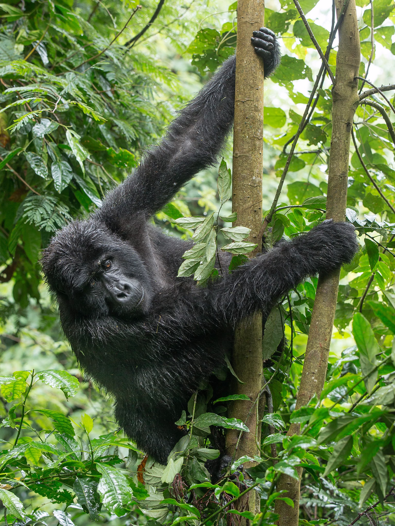 Gorilla Trekking Ruhija Sector