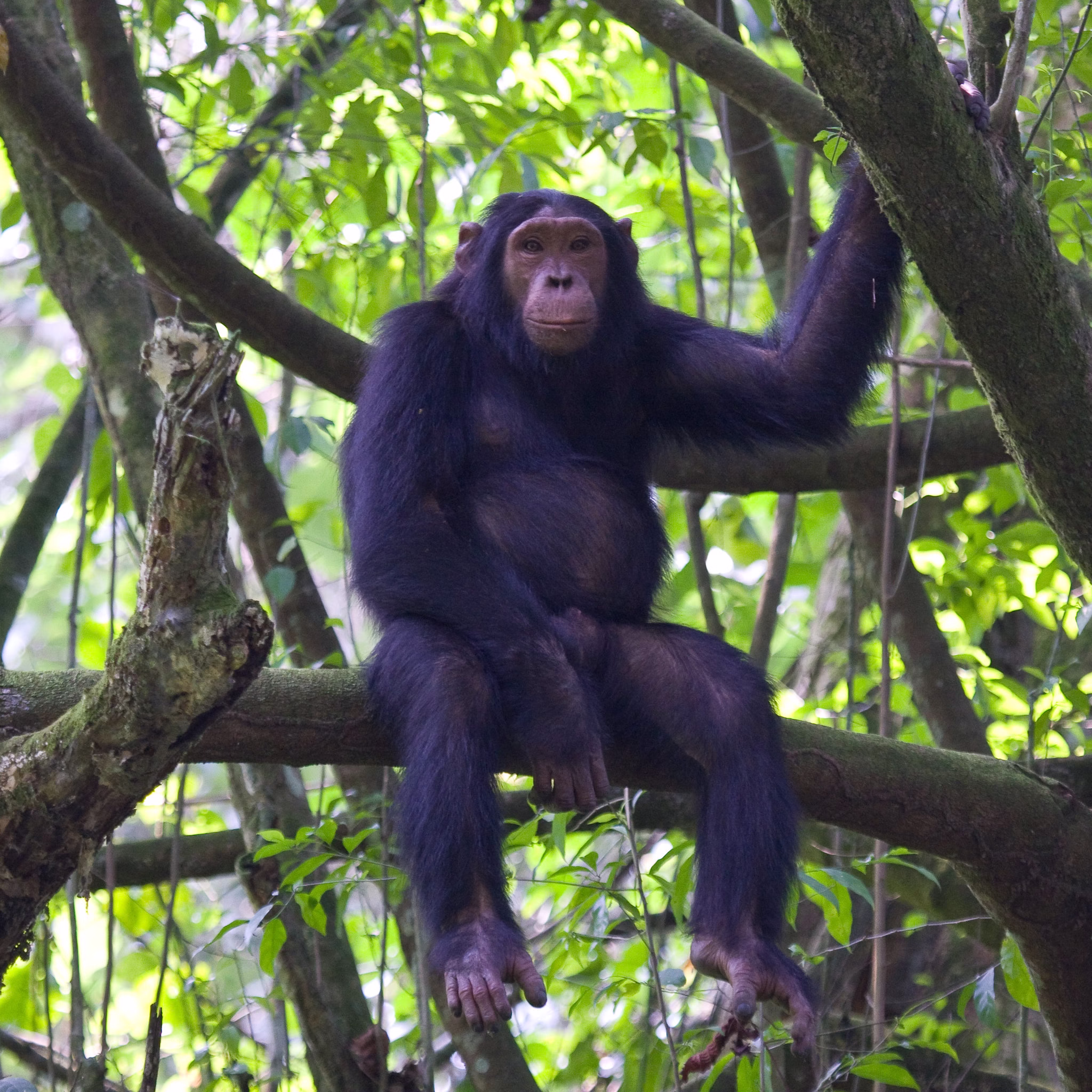 Top Uganda safari activities 2025