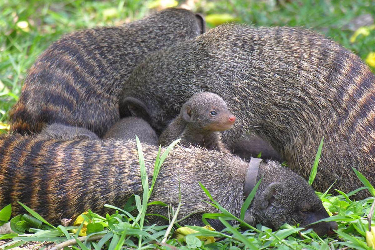 Mongoose tracking Queen Elizabeth National Park