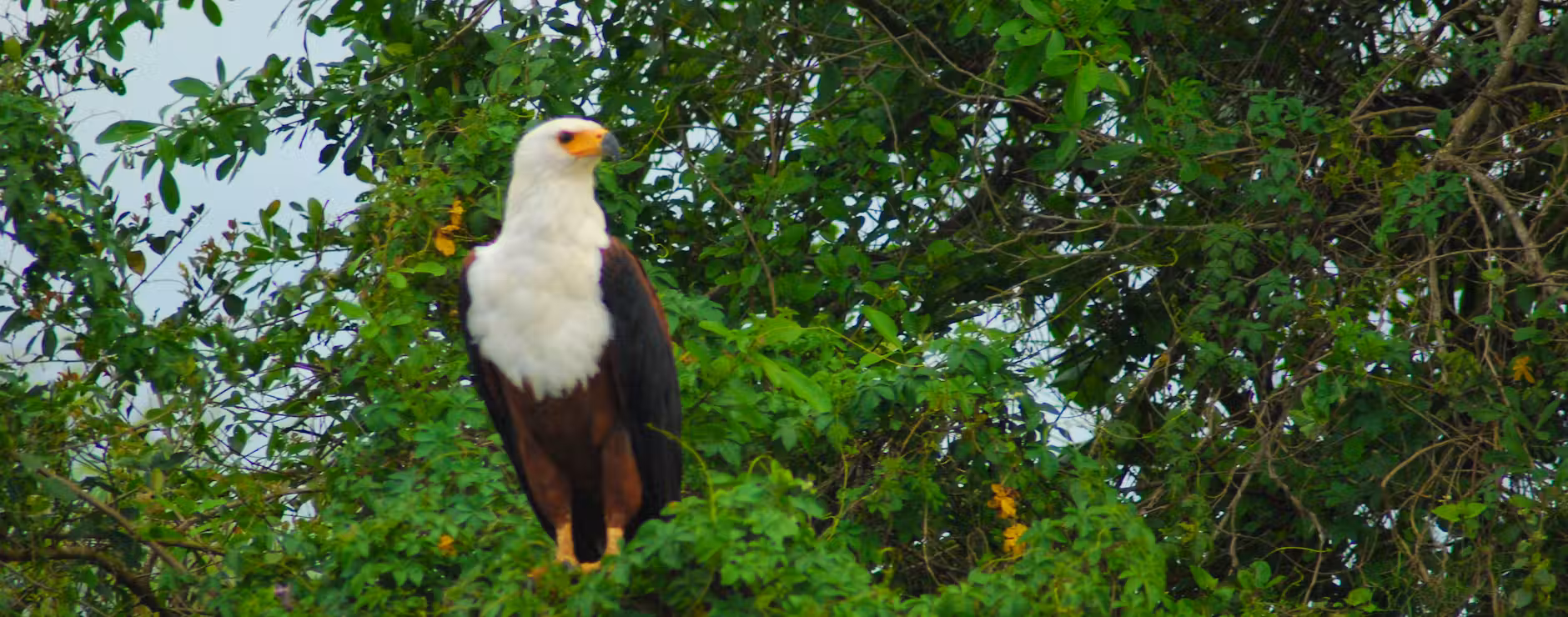 Bird Watching Queen Elizabeth National Park