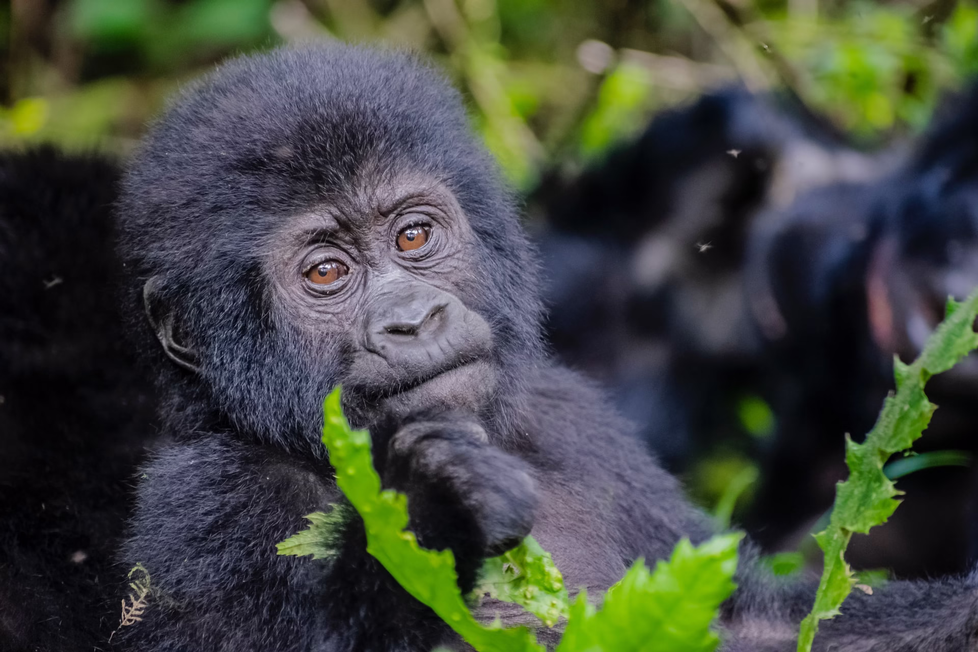 Solo Gorilla Trekking Uganda
