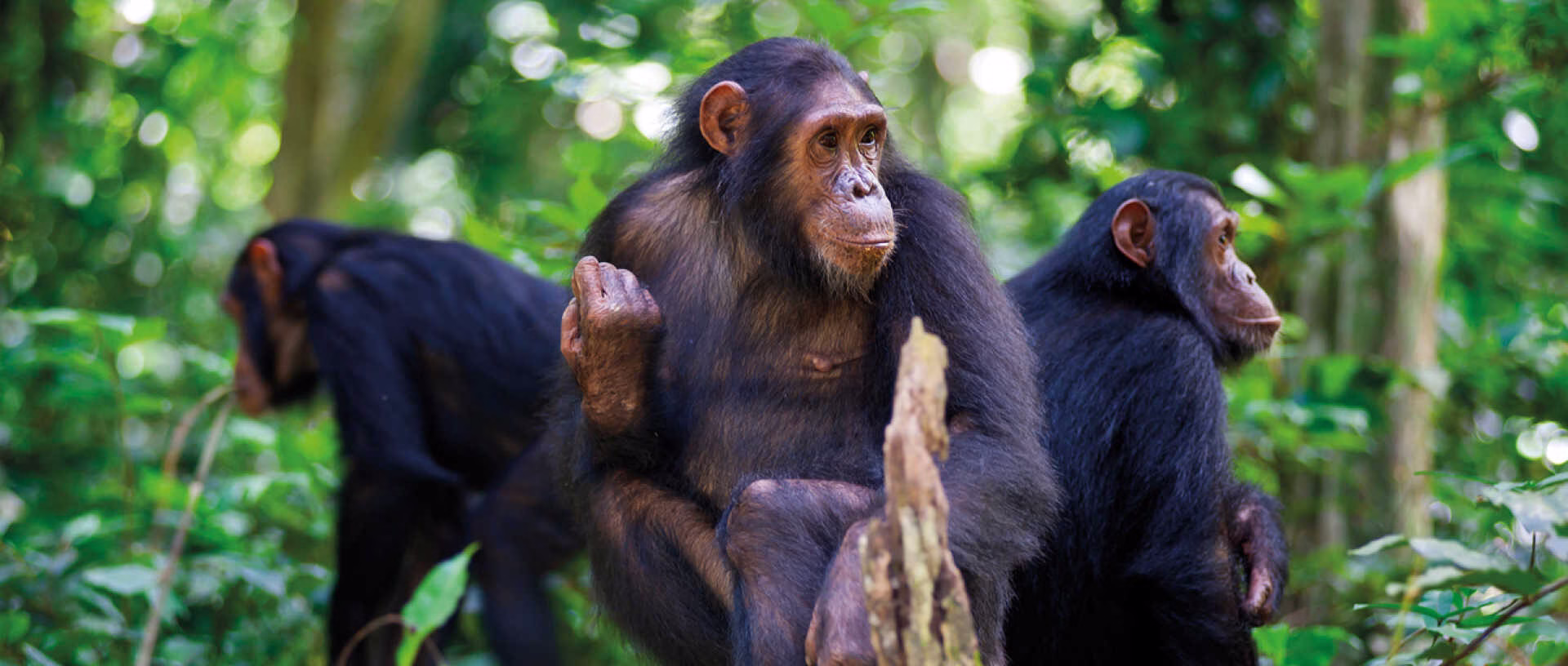 Kalinzu Forest Chimpanzee Trekking