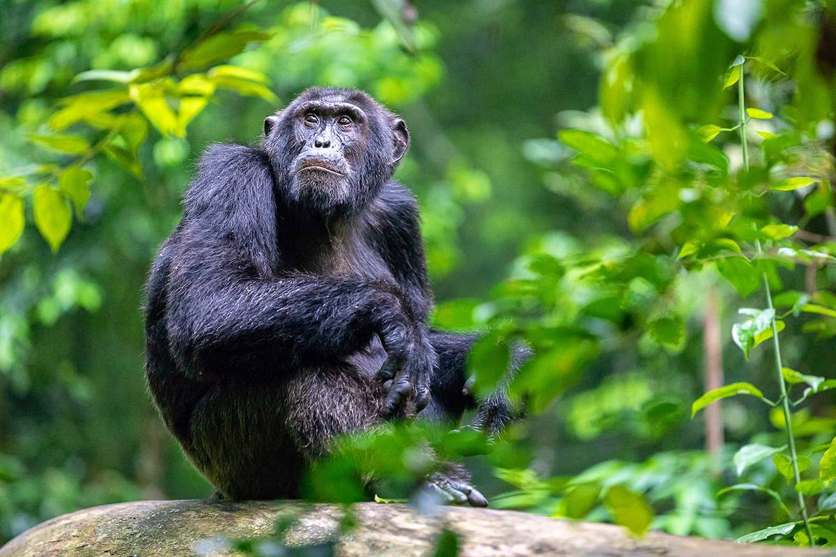 Kibale Forest National Park Activities