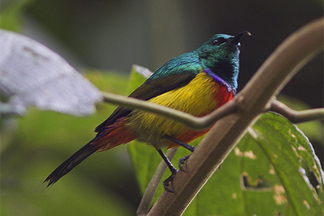Top 10 birds in Bwindi