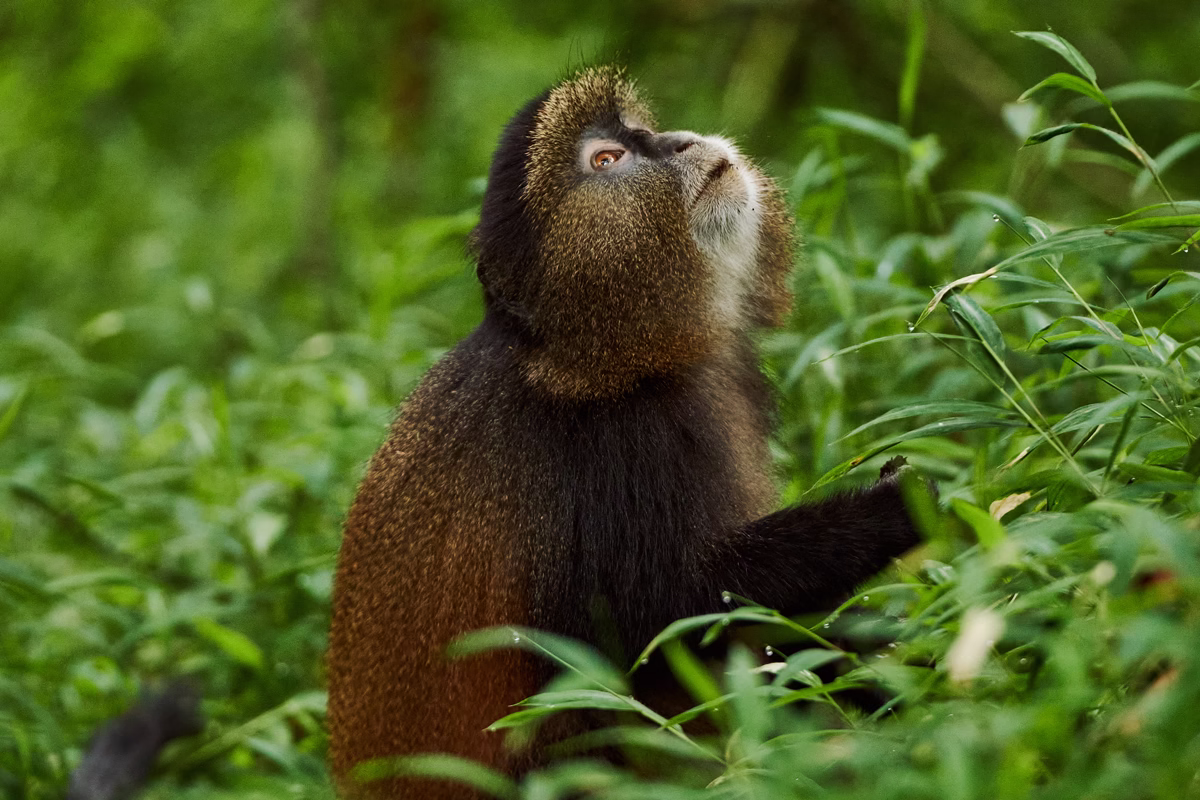 Golden Monkey Habituation Experience
