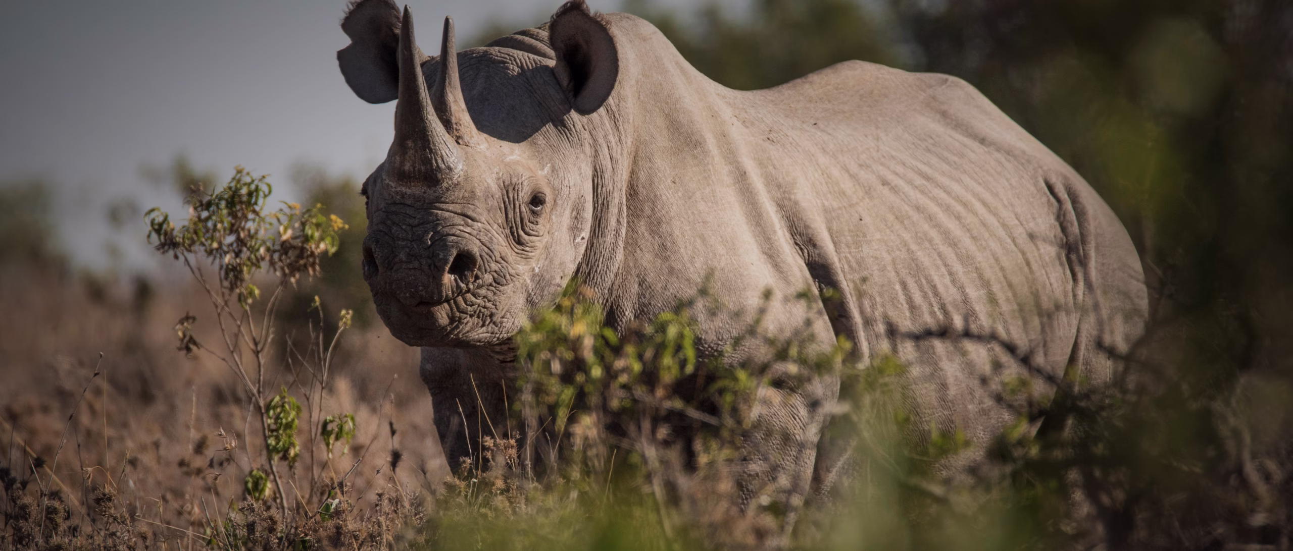 Top10 Rules for Rhino Tracking in Uganda