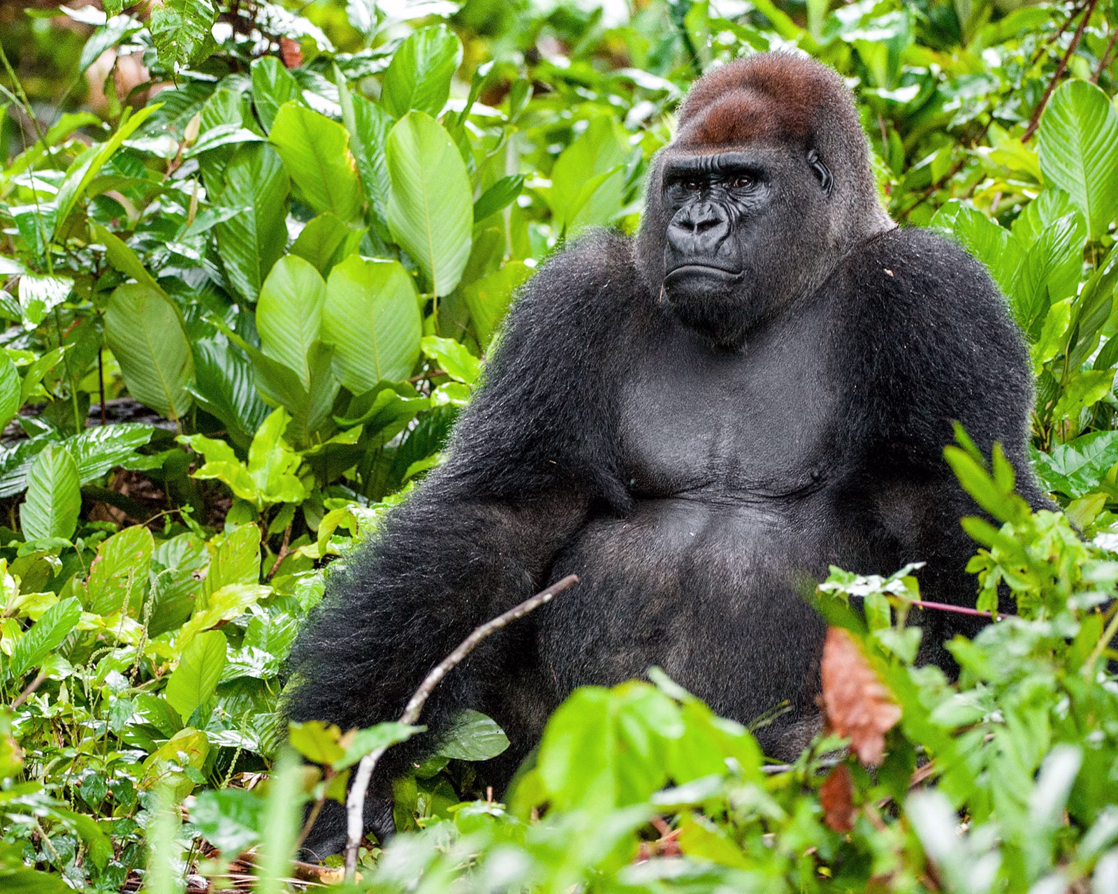 Western lowland gorillas