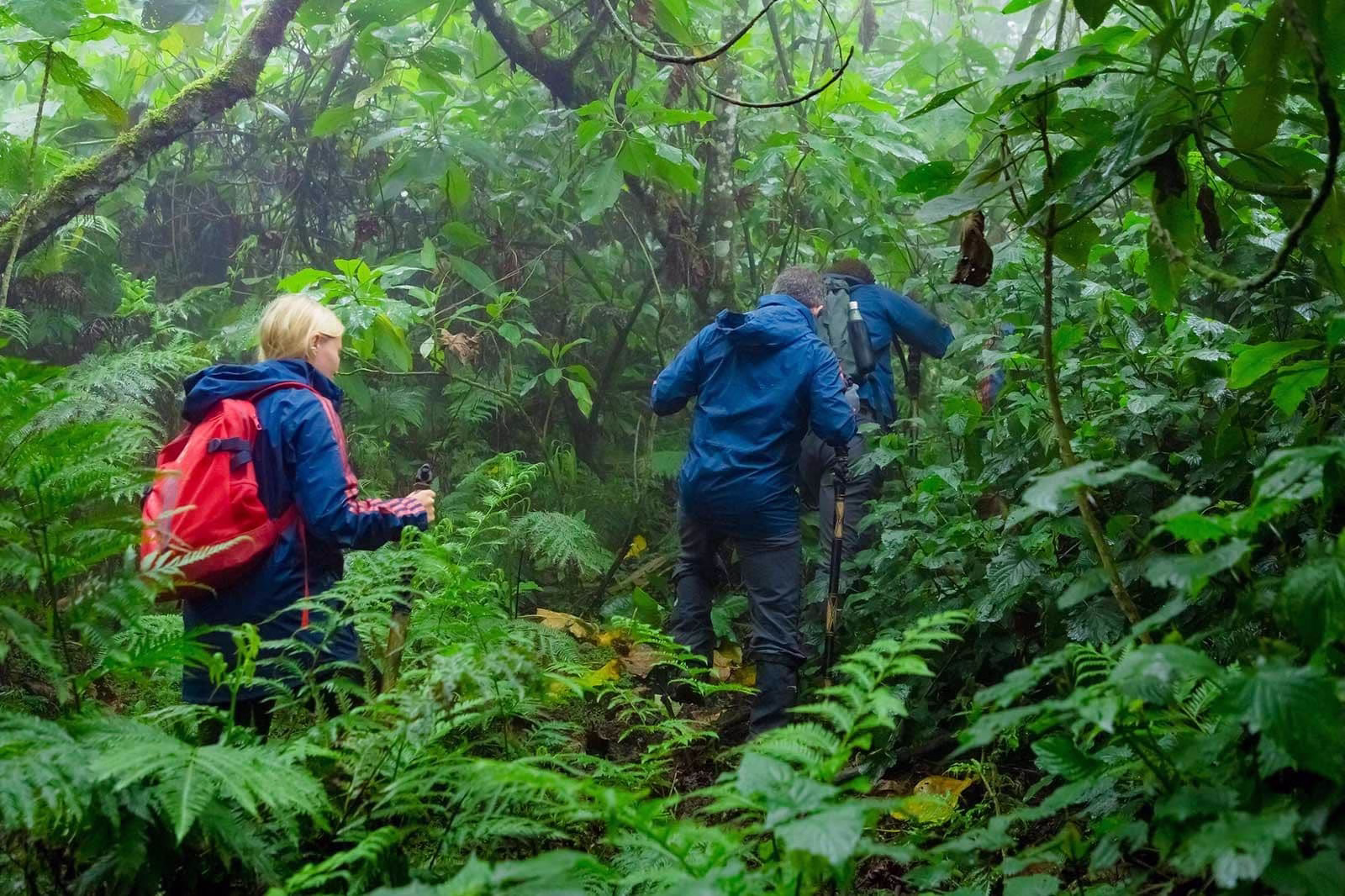 Nature Walks in Bwindi