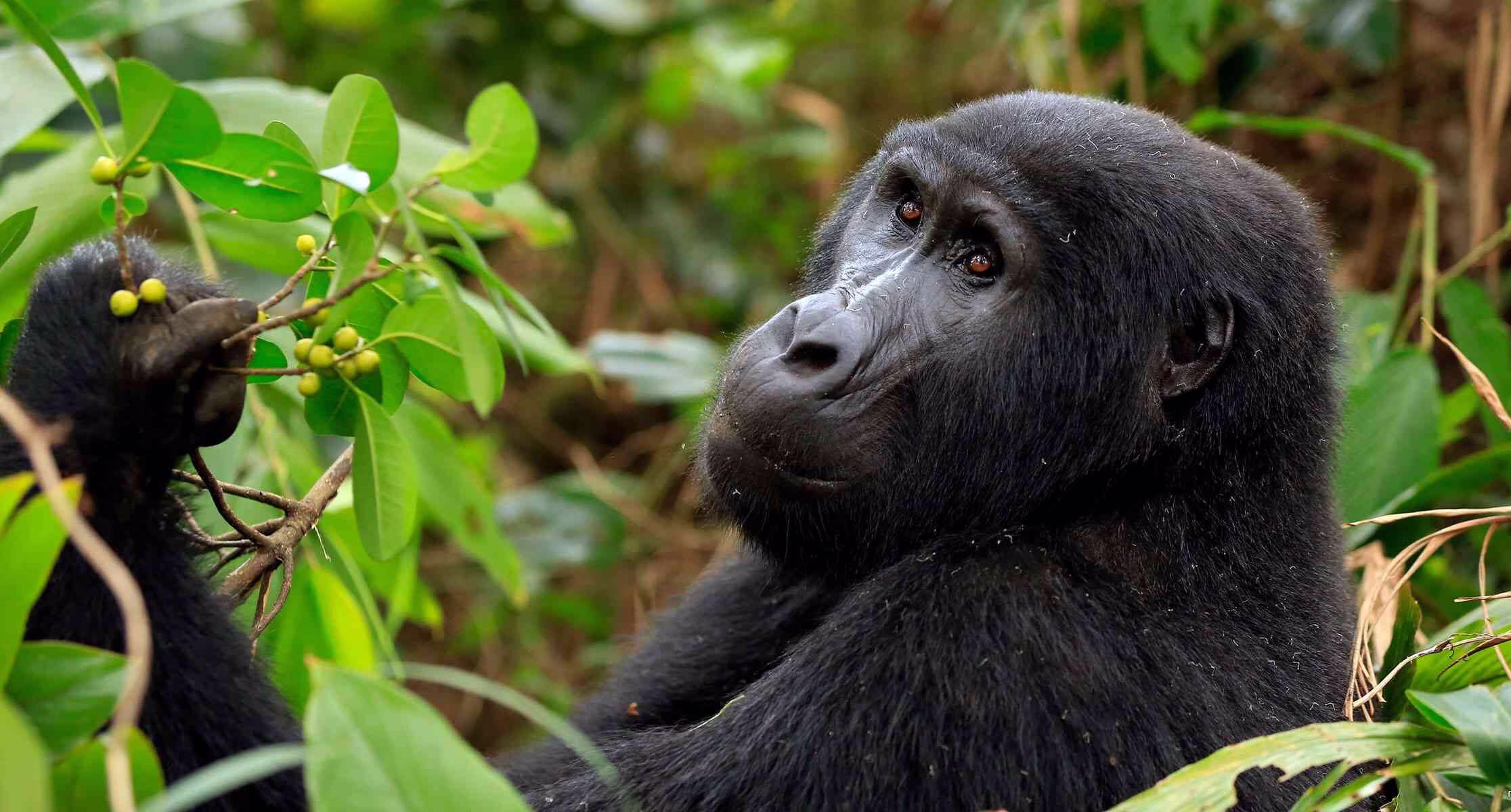 Gorilla Trekking in Mgahinga Gorilla National Park