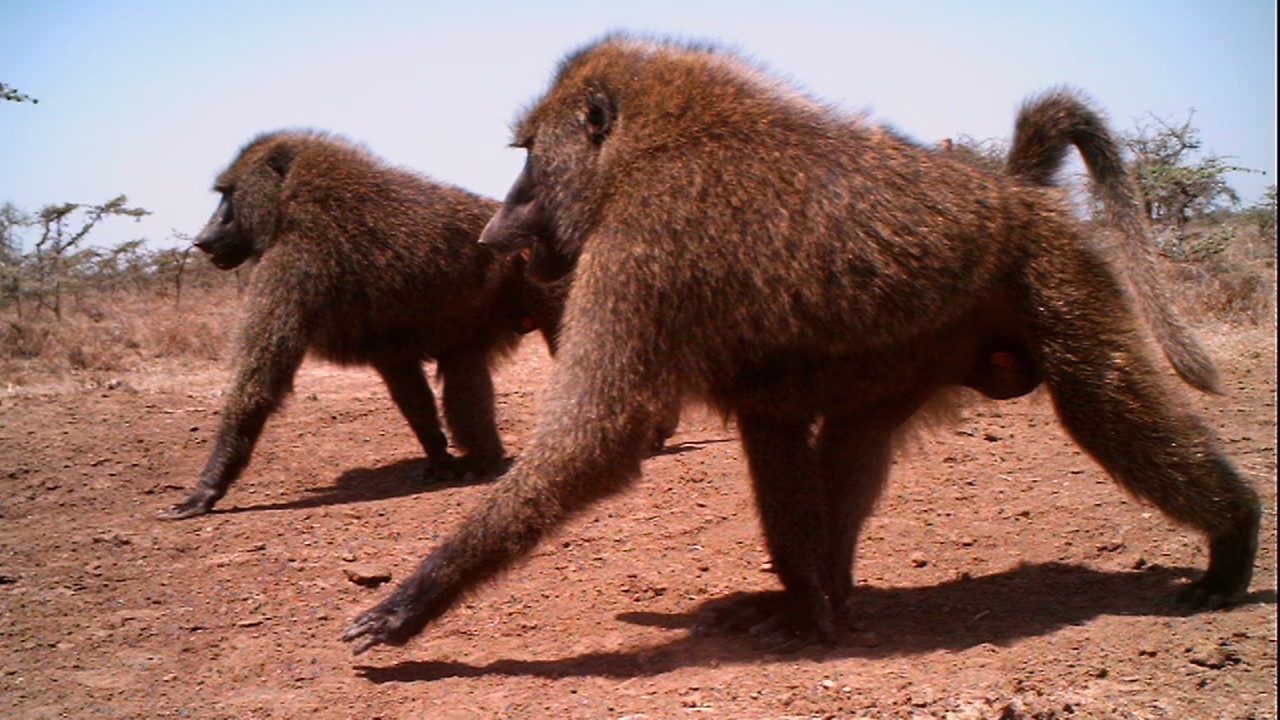 Primates of Kibale National Park