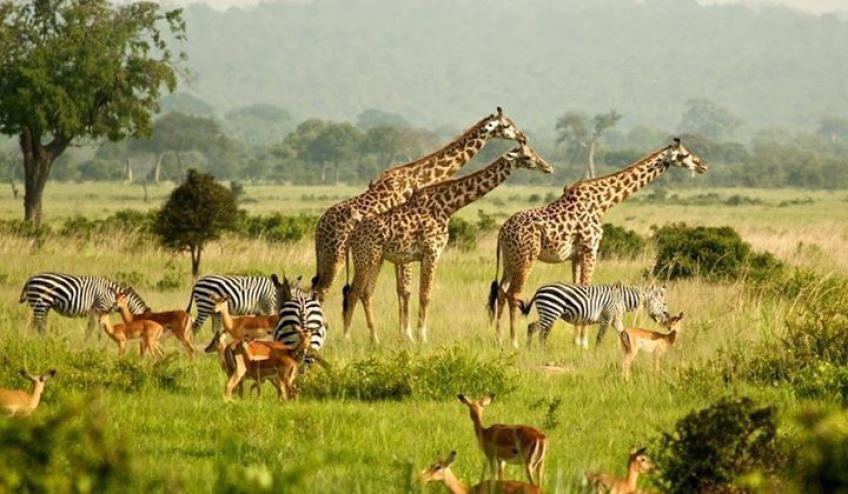 National Parks in Uganda
