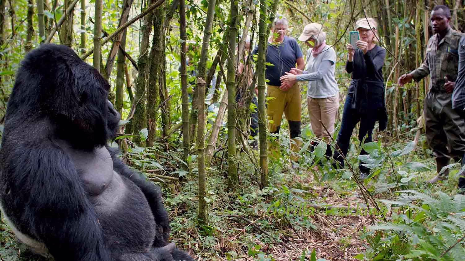Gorilla Trekking Safaris with Gecko Safaris Africa