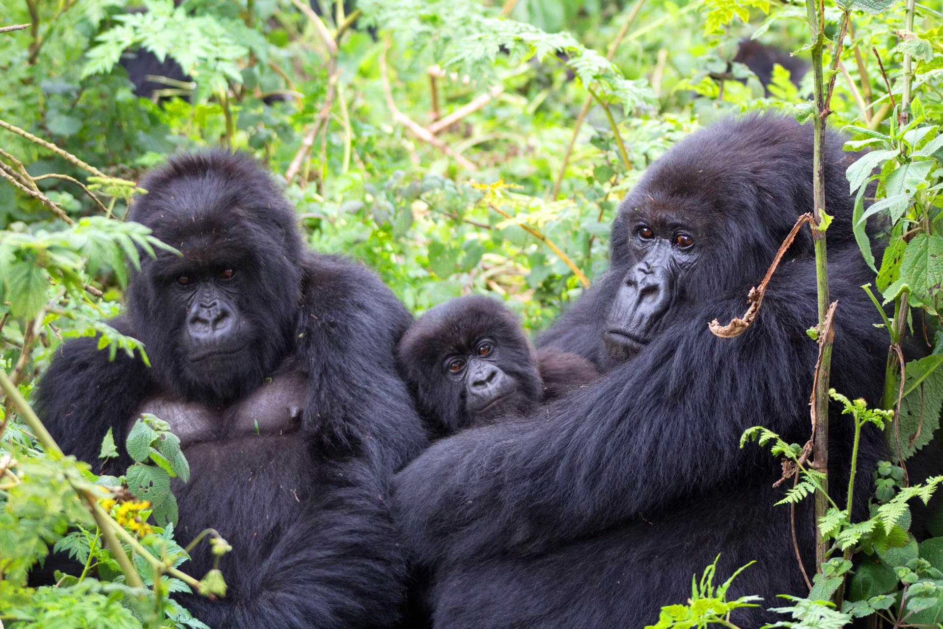 Safety-in-gorilla-trekking