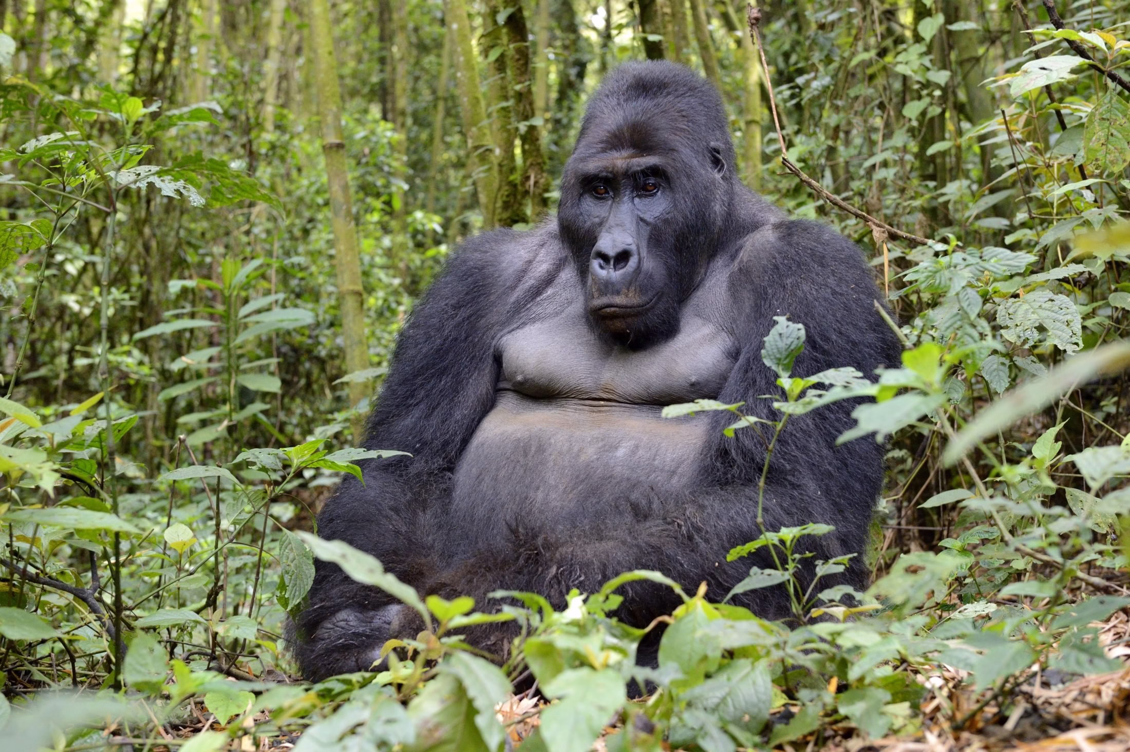 Types of Gorillas