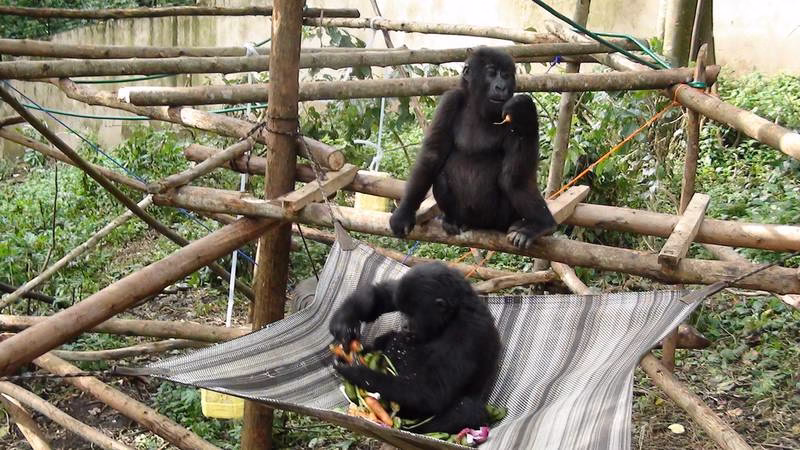 Senkwekwe Gorilla Orphanage Center