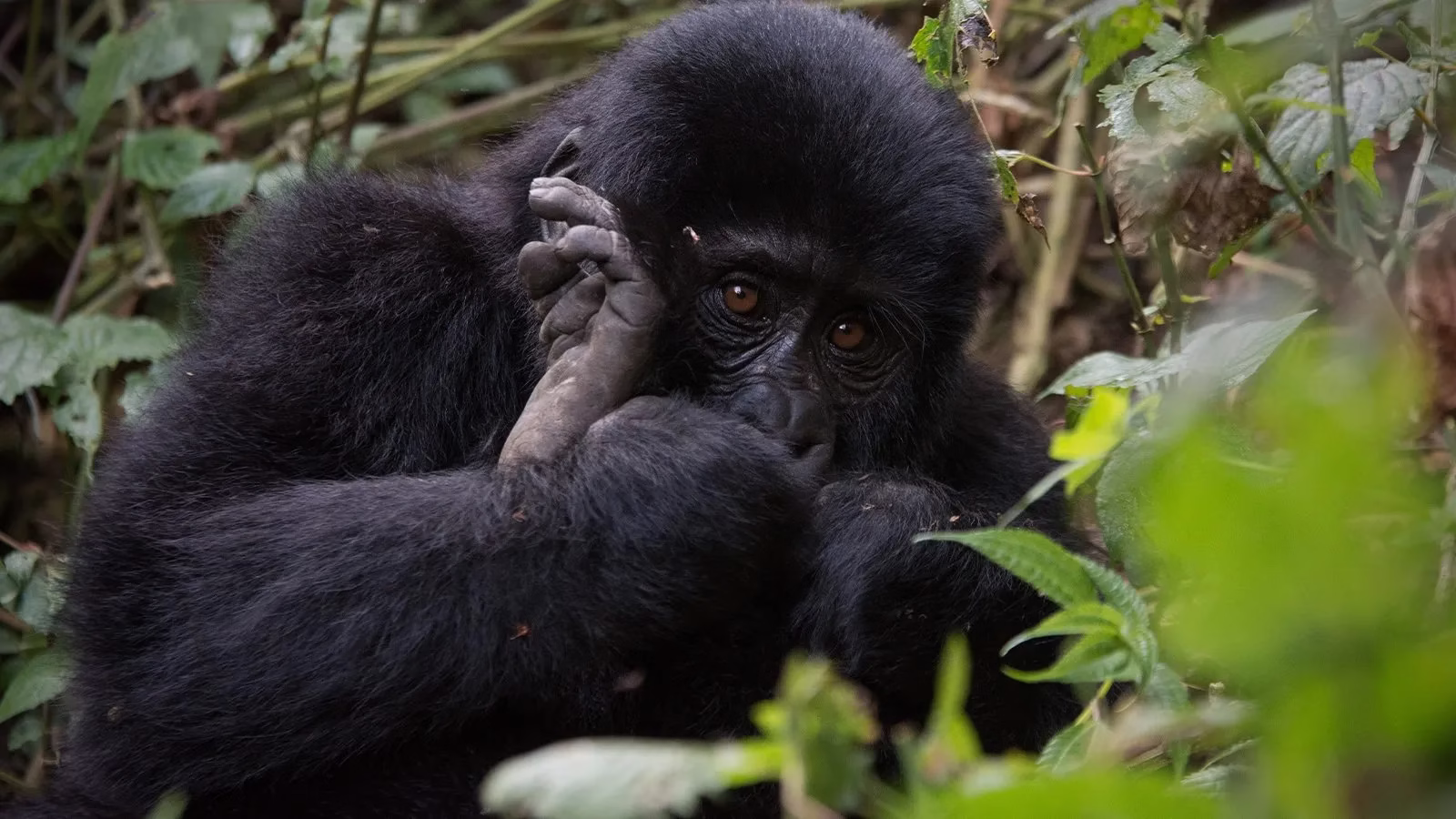 Bwindi Impenetrable National Park Ebola