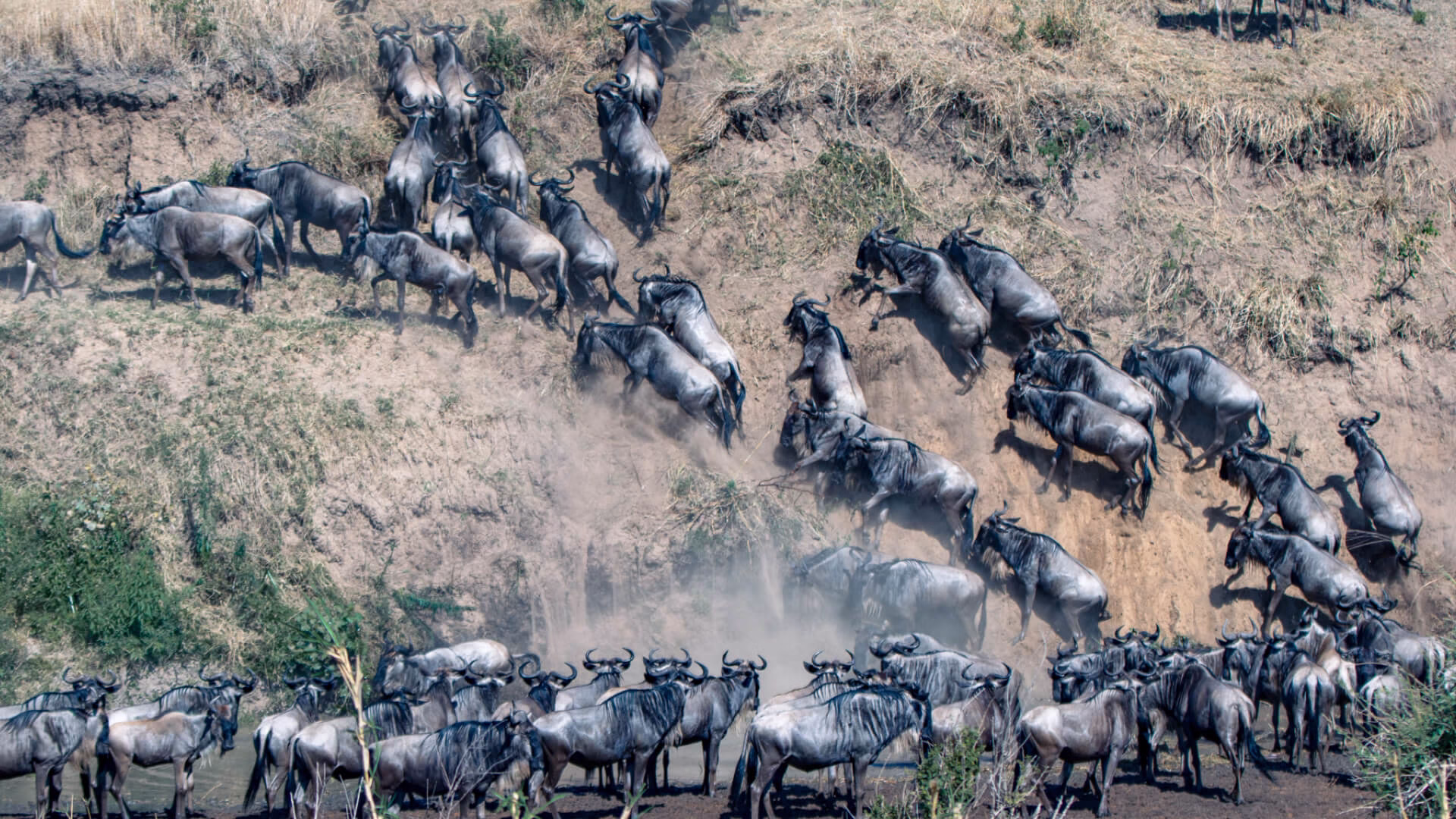 Wildebeest Migration Safari