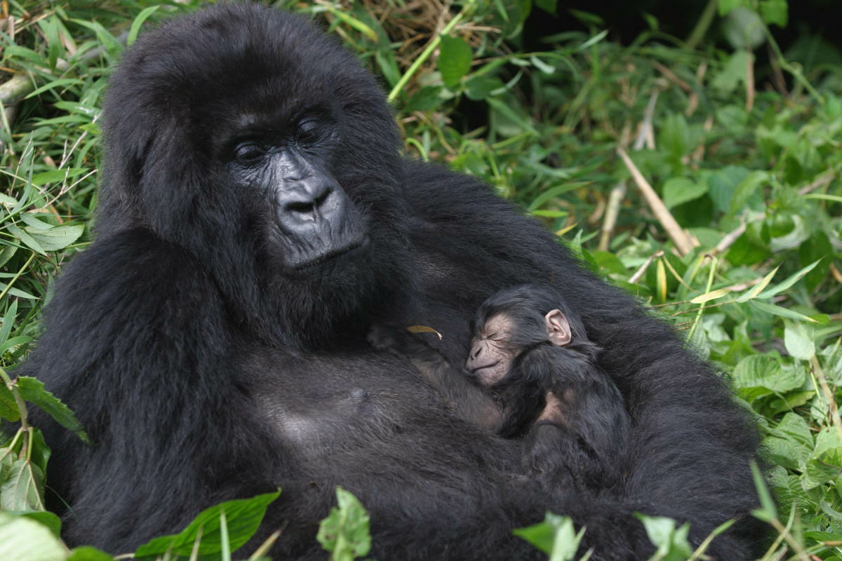 Types of Gorillas