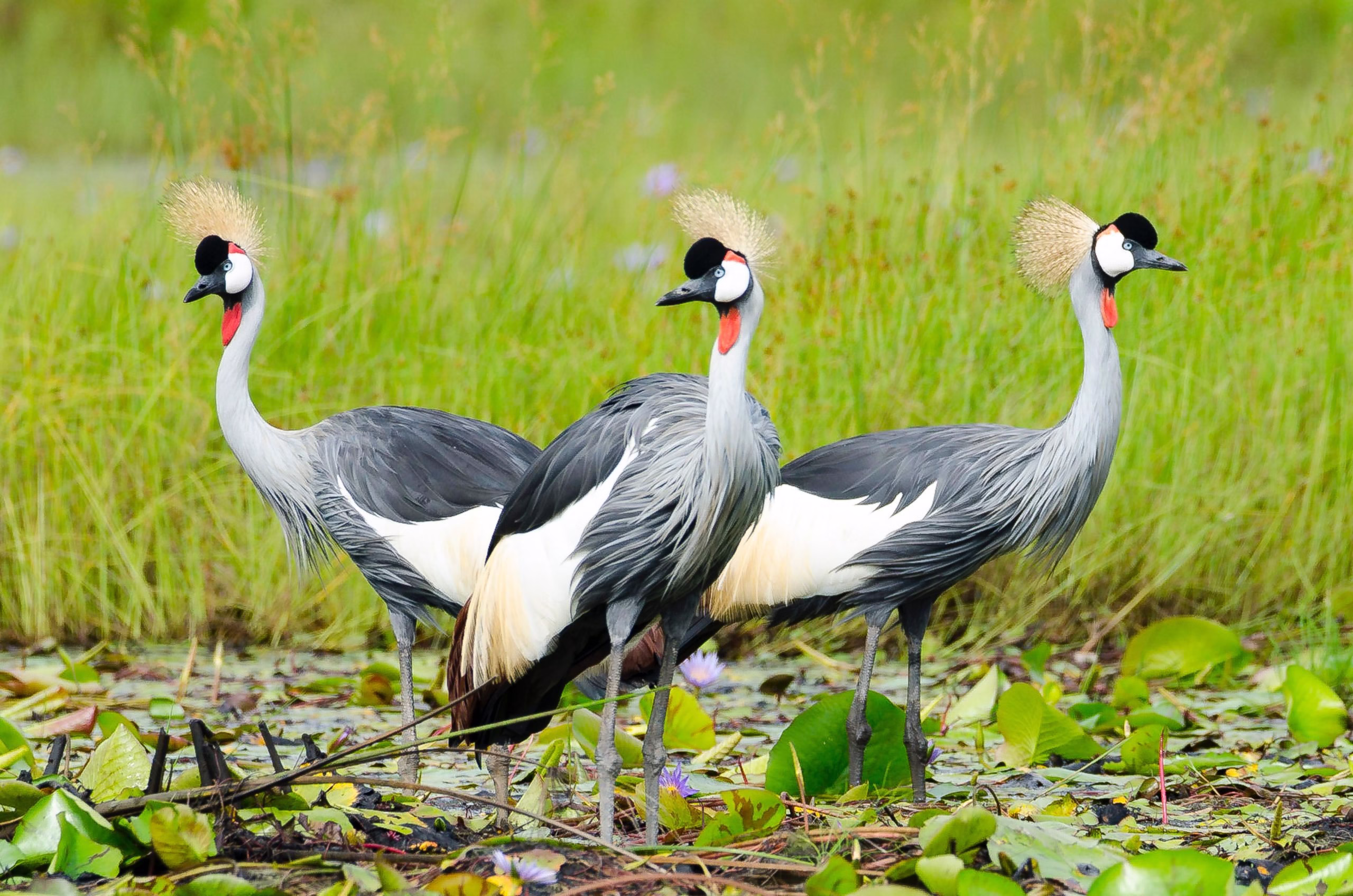Crested Crane Uganda’s National Emblem Bird