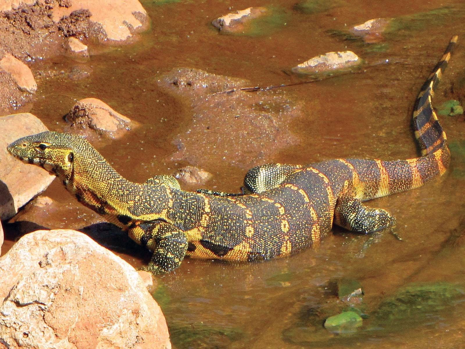 Nile Monitor Facts