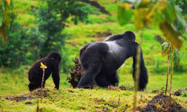 Gorilla height