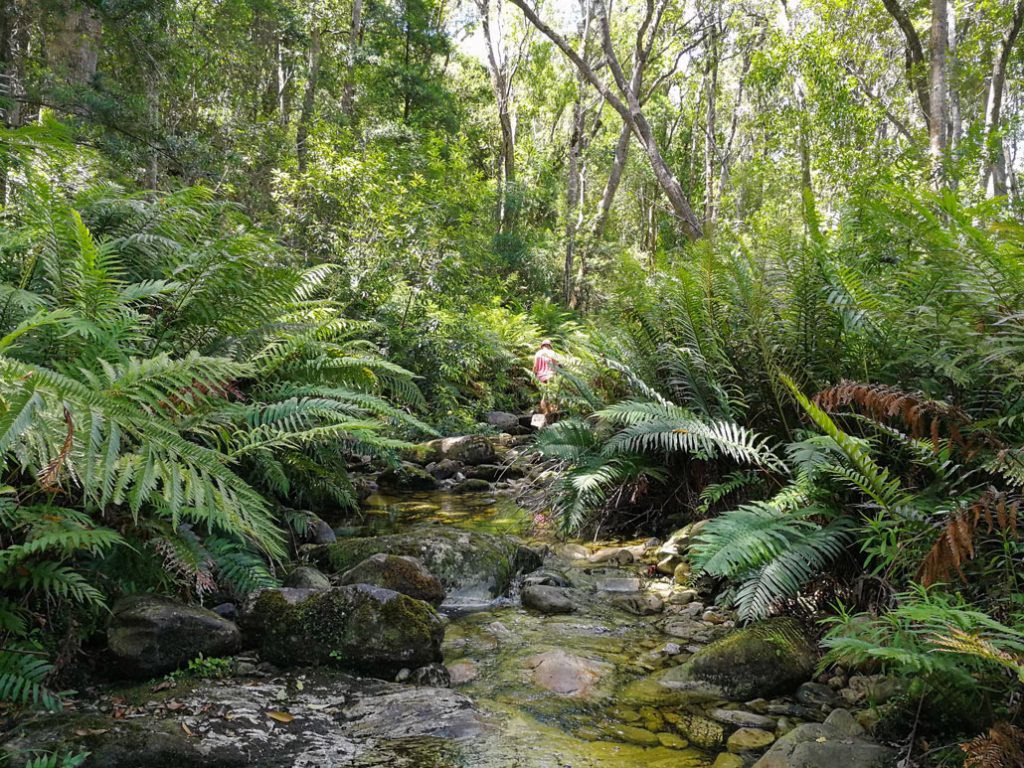 Most beautiful forests in Africa