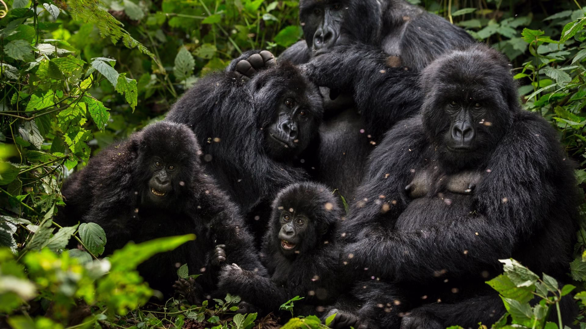 Reasons to Travel to Congo