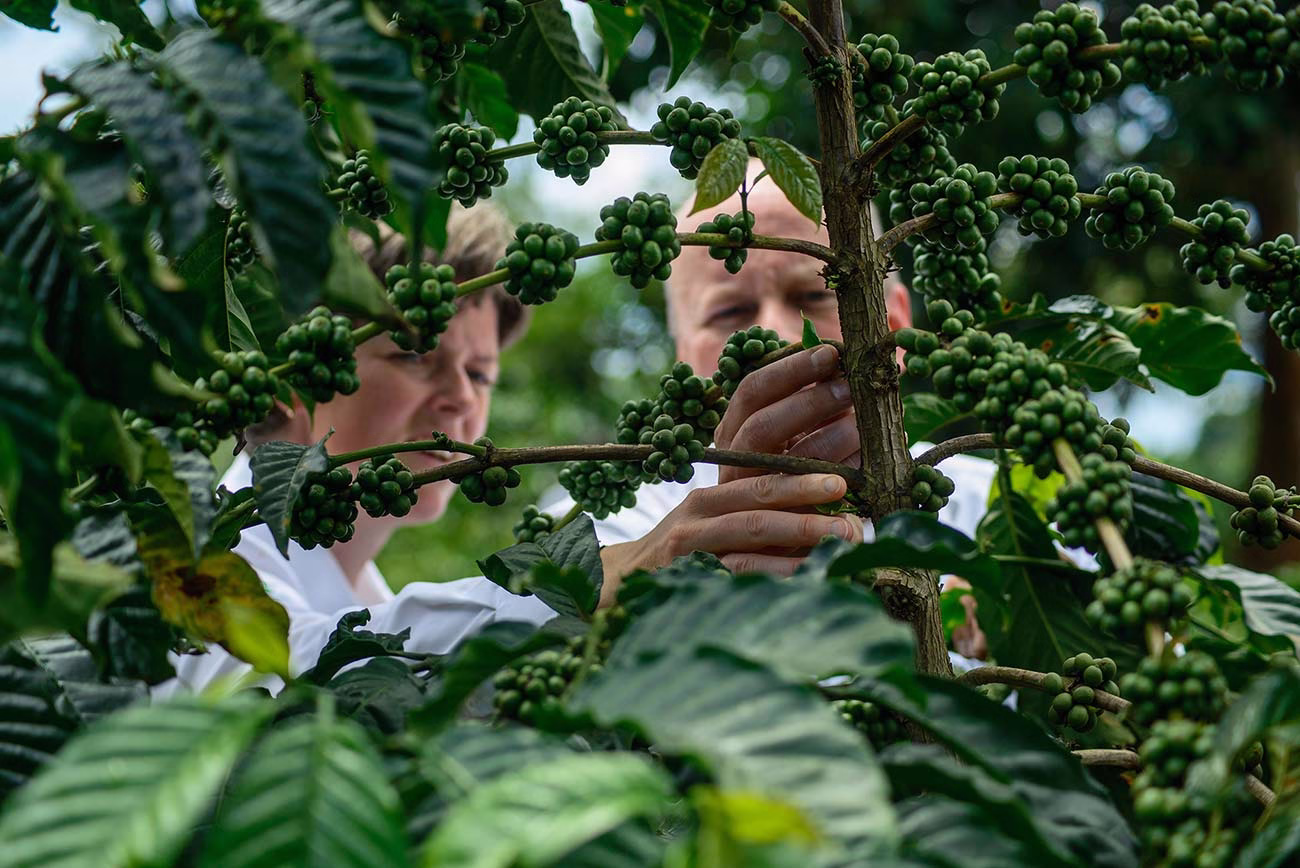 Coffee Tours Around Sipi Falls