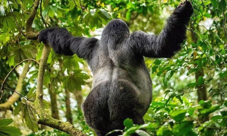 Endangered mountain gorillas