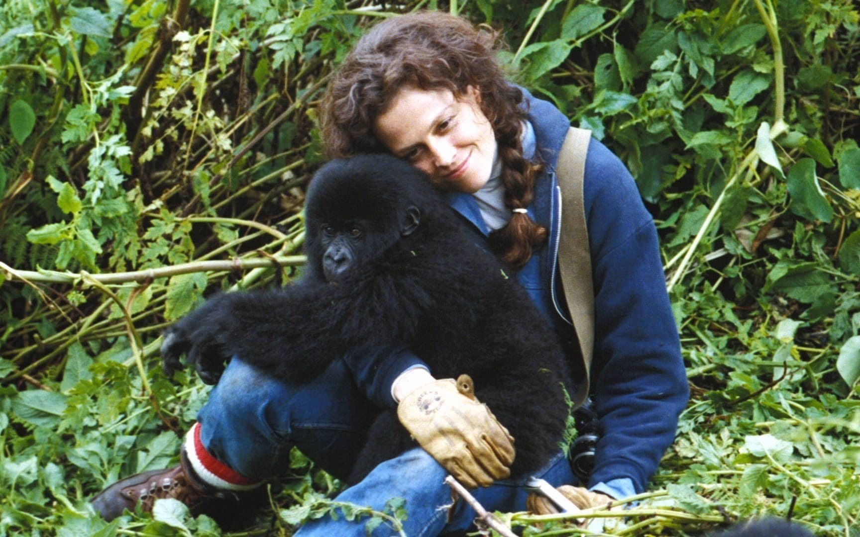 Gorillas in the Mist