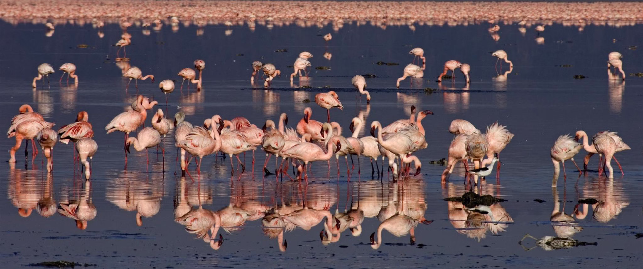 Reasons to Visit Kenya