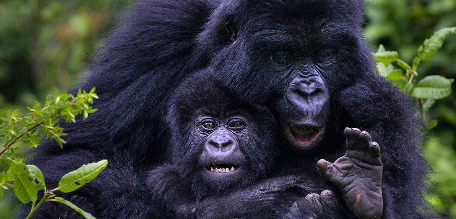 Uganda Christmas safari