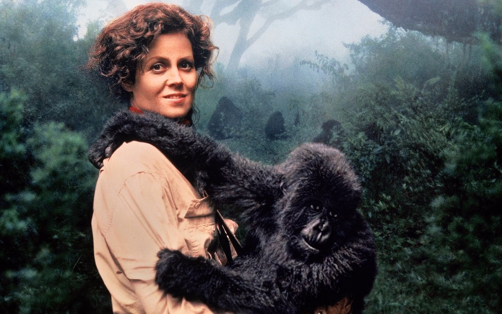 Gorillas in the Mist
