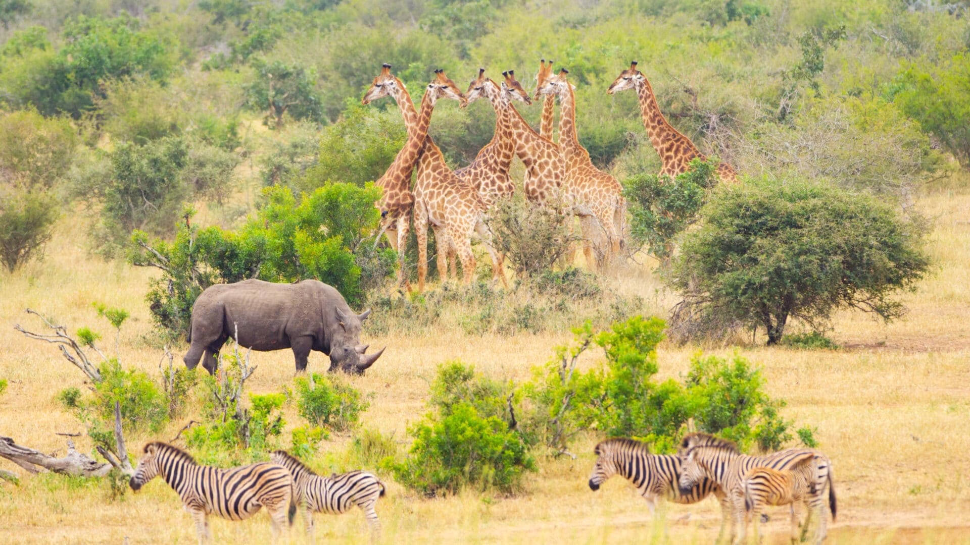 plan a wildlife safari in Africa
