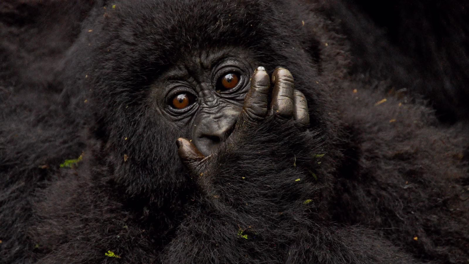 wildlife in Rwanda