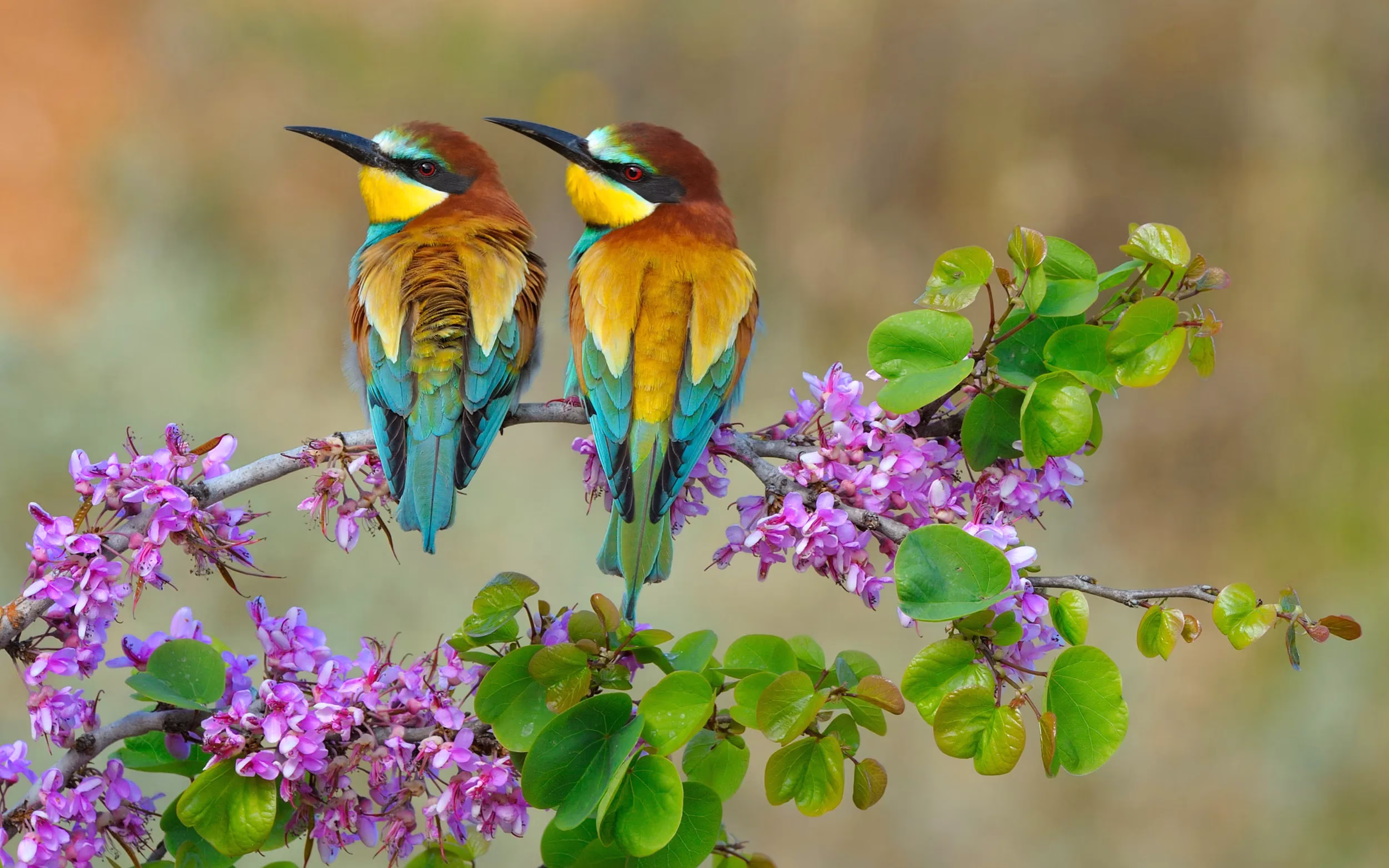 Bird checklist for Murchison Falls National Park