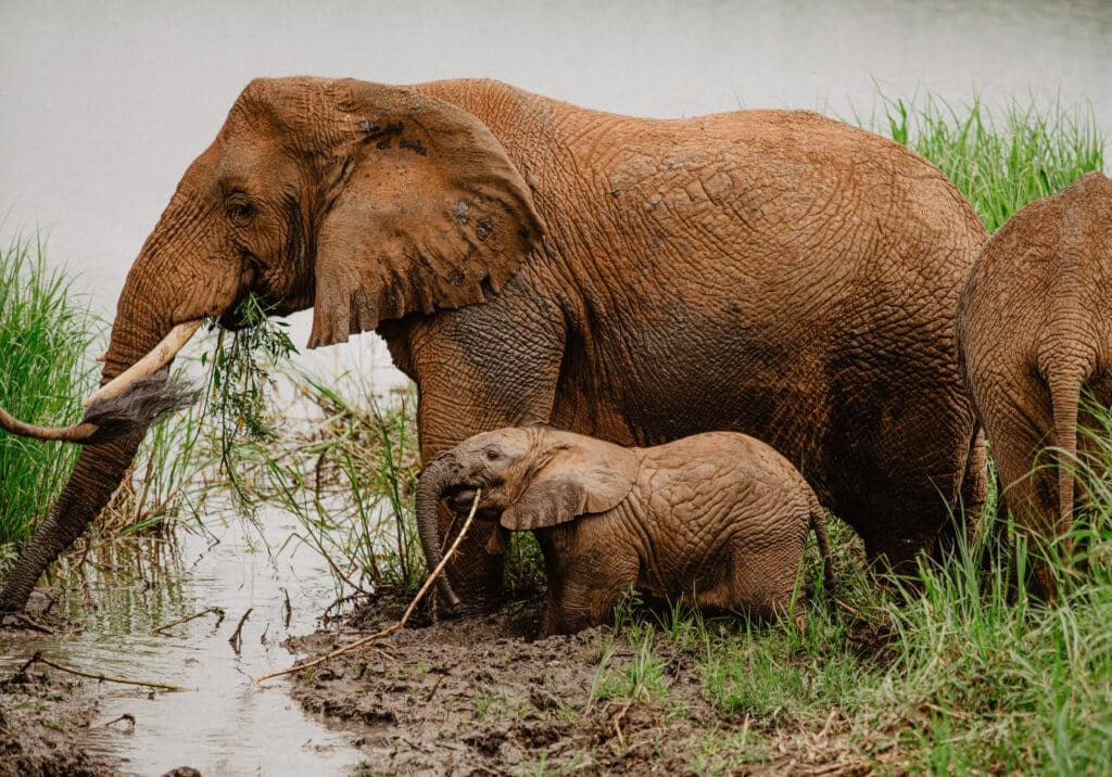 Safaris in Rwanda
