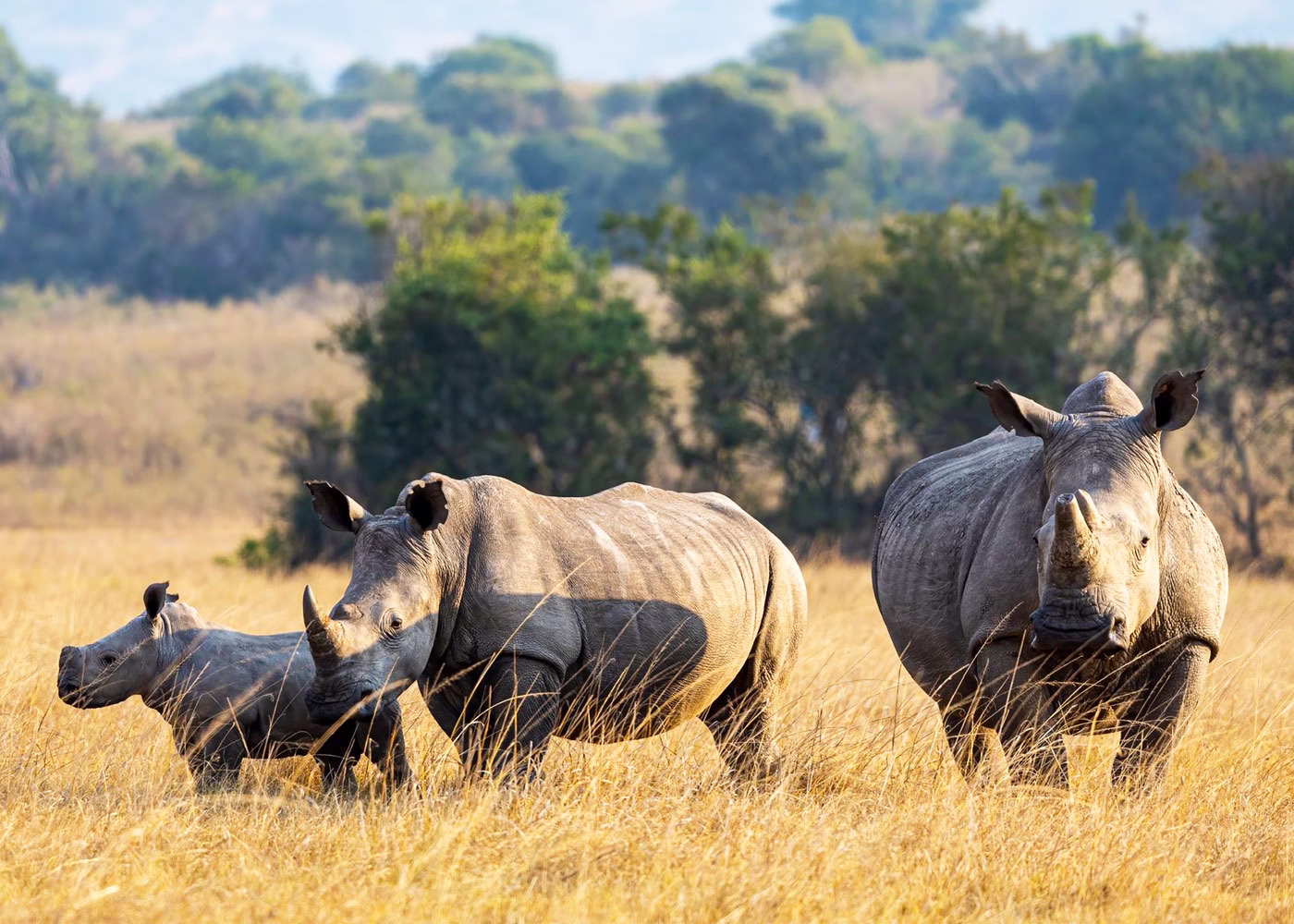 Game safaris in Rwanda