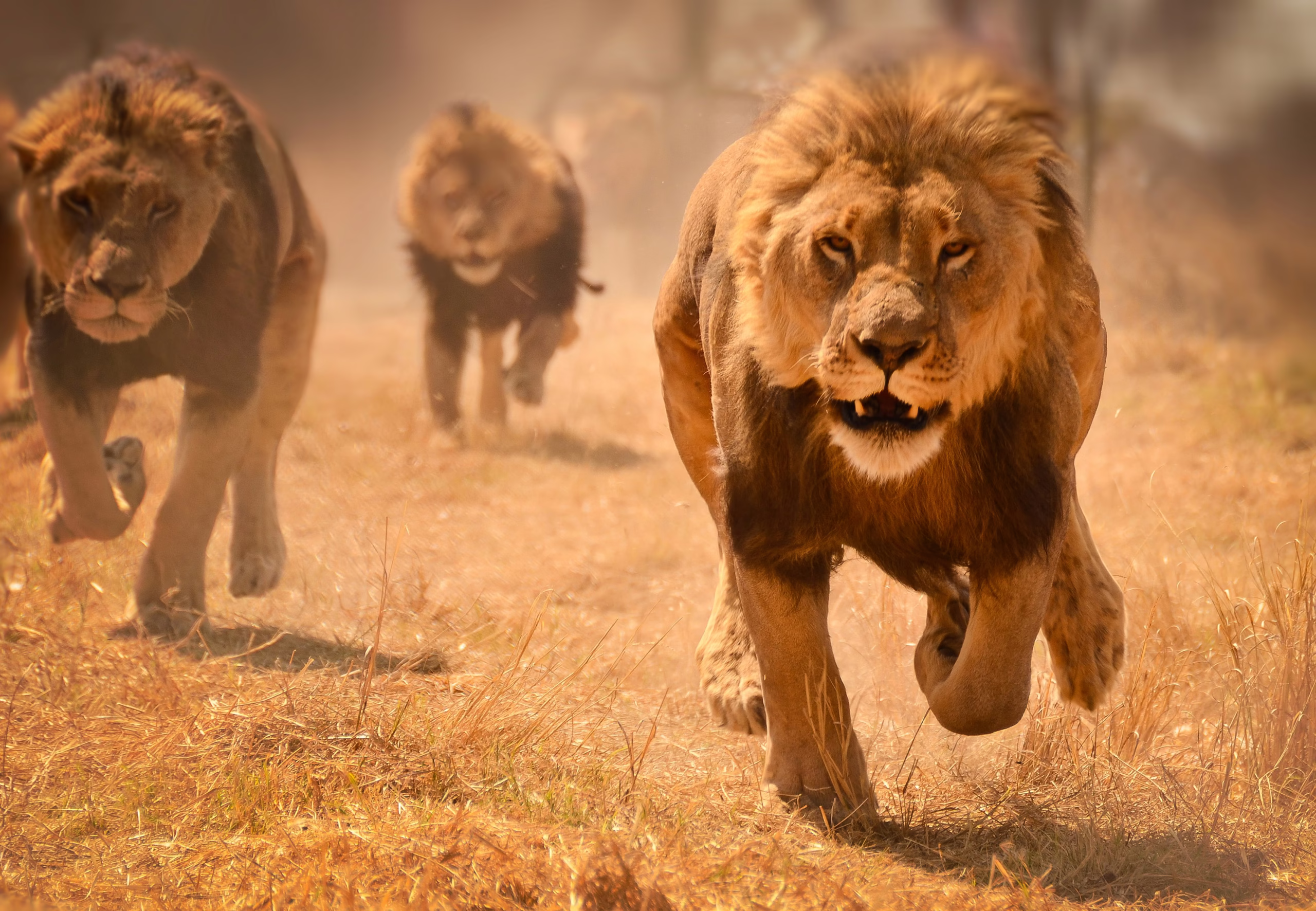Facts about lions