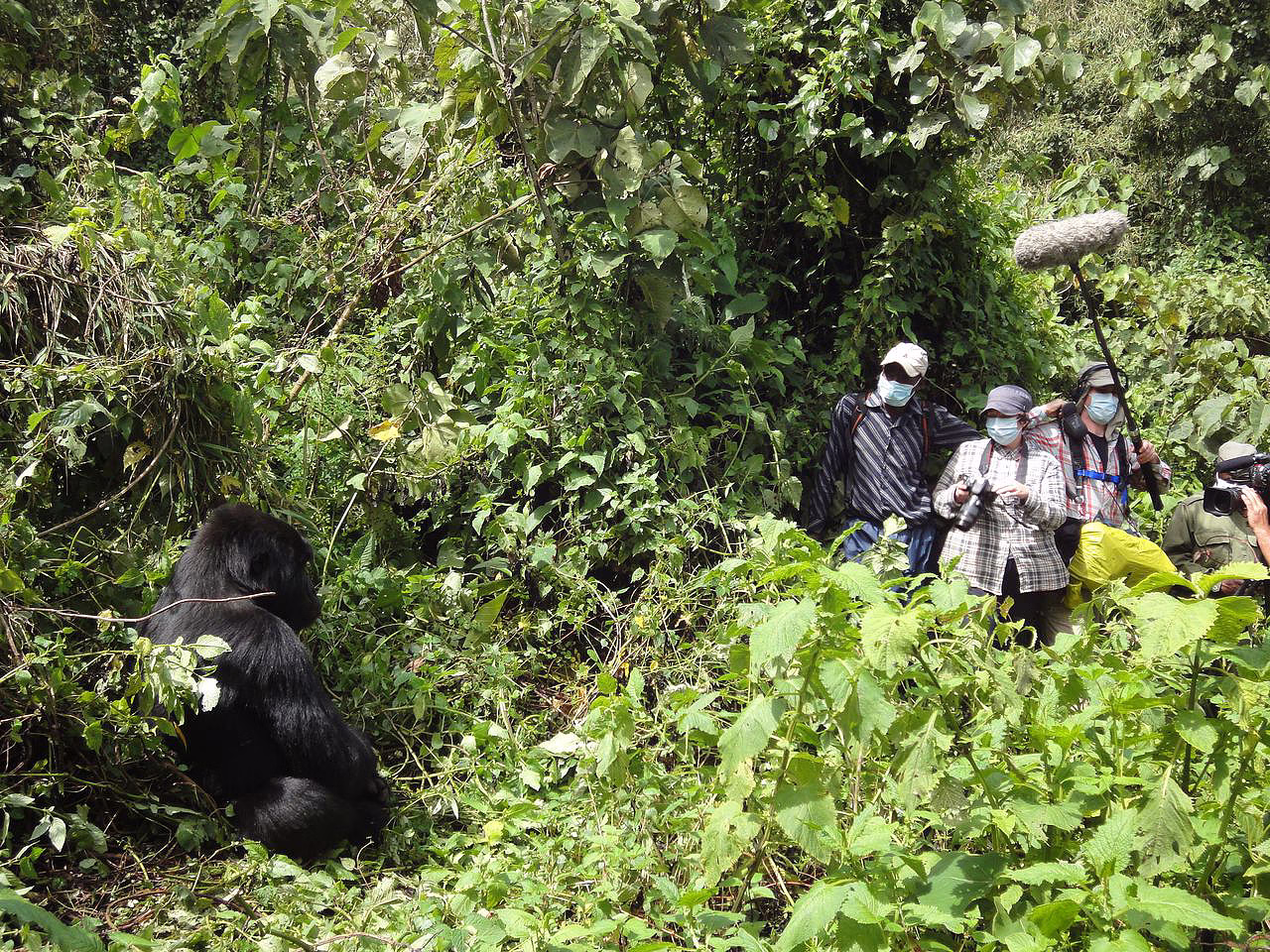 Gorilla Documentaries and Filming