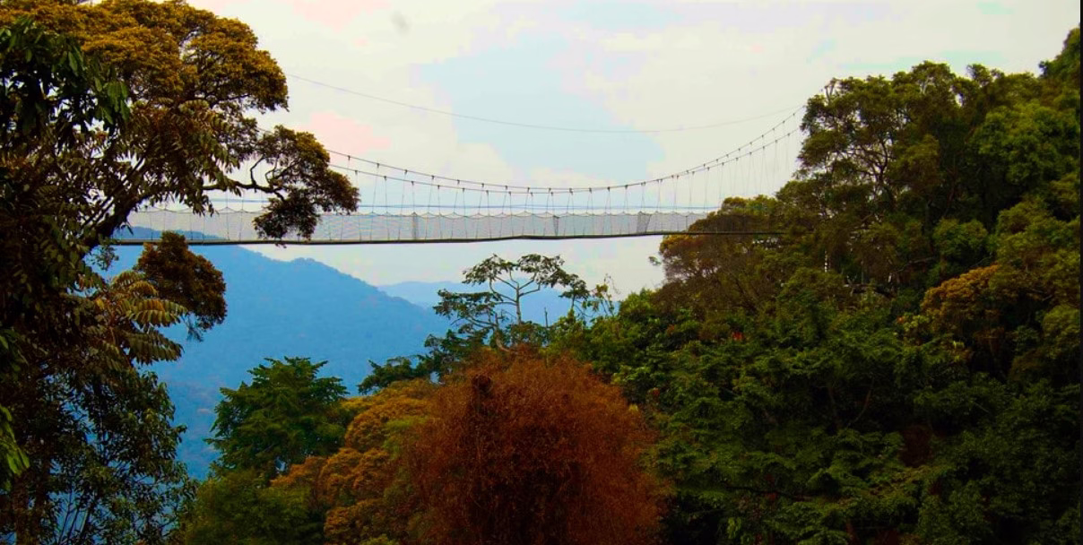 Nyungwe Forest National Park FAQs