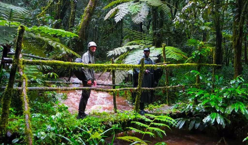 Kashasha River Trail Bwindi