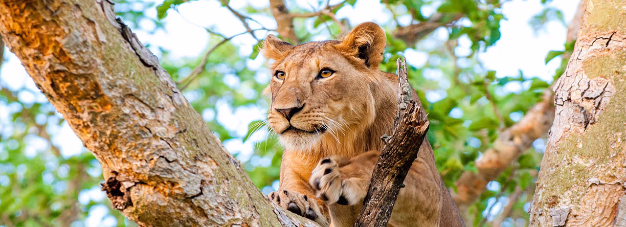 Lion Tracking in Uganda